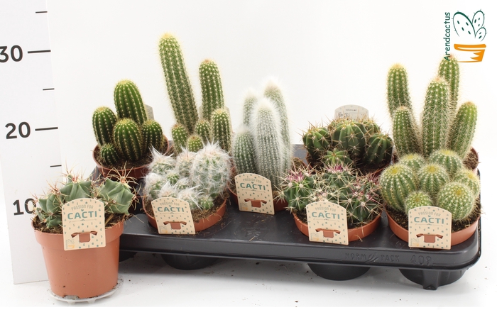 <h4>CACTUS GEM</h4>