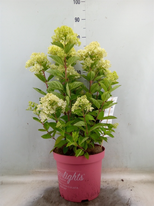 <h4>Hydrangea pan.</h4>