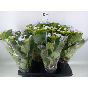 Hydrangea mac. 'Hovaria'