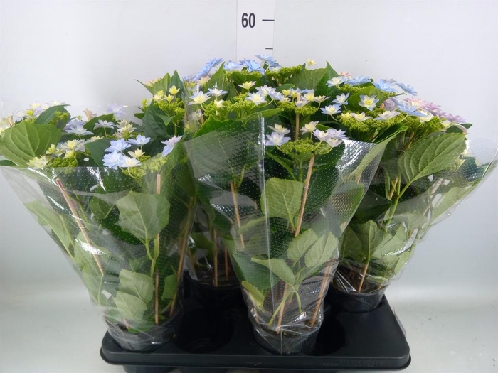 <h4>Hydrangea mac. 'Hovaria'</h4>