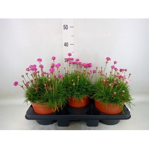 Armeria maritima 'Armada Rose'