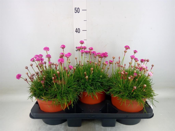 <h4>Armeria maritima 'Armada Rose'</h4>
