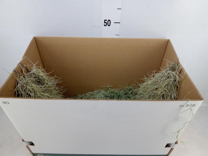 <h4>Tillandsia usneoides</h4>