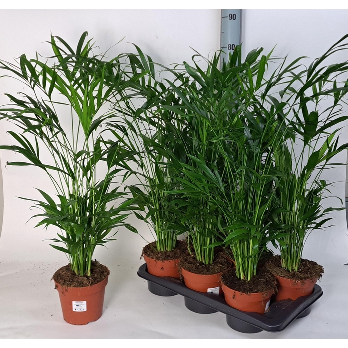 <h4>CHAMAED CATARACTARUM</h4>