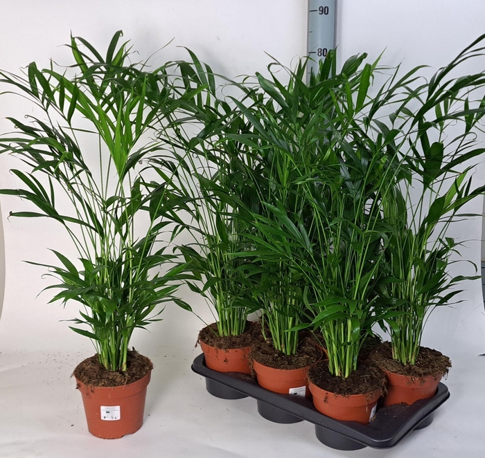 CHAMAED CATARACTARUM