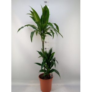 Dracaena frag. 'Janet Craig'