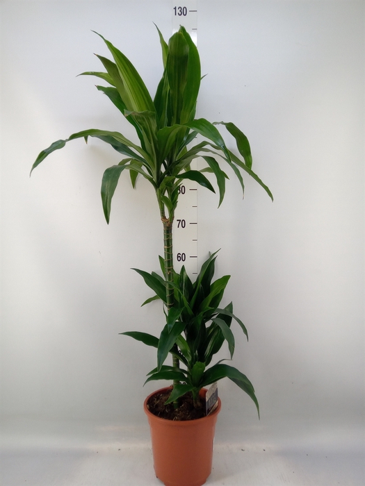 <h4>Dracaena frag. 'Janet Craig'</h4>