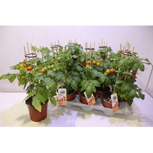 arr8 Tomatenplanten Flavoria Red