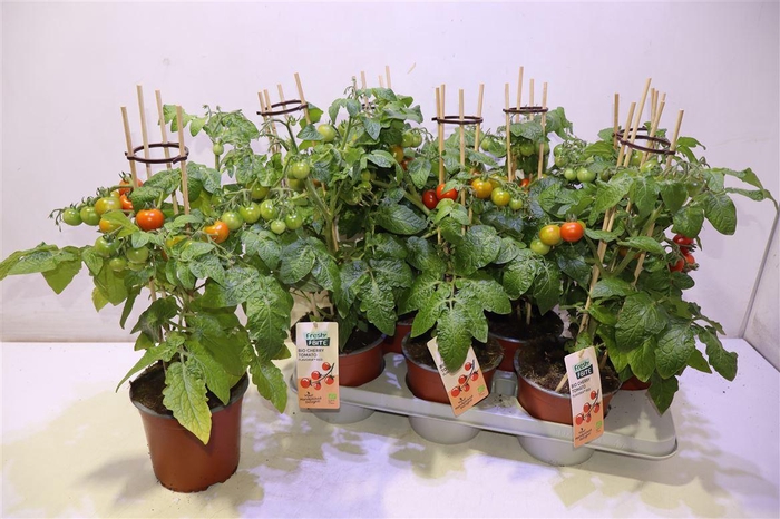 <h4>Tomatenplanten Flavoria Red</h4>