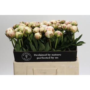 Paeonia Odile