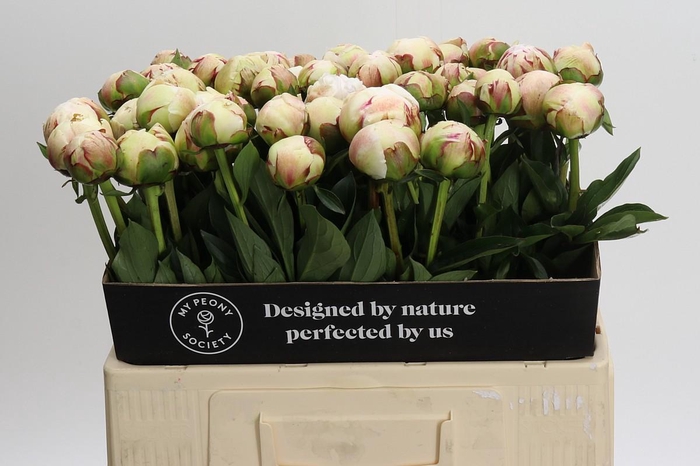 <h4>Paeonia Odile</h4>