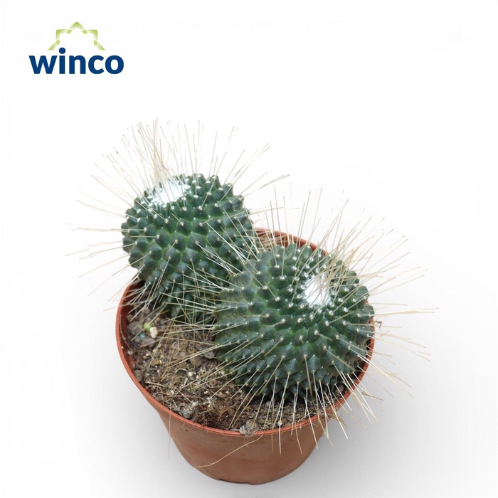 <h4>Mammillaria Spinosisima Un Pico (group)</h4>
