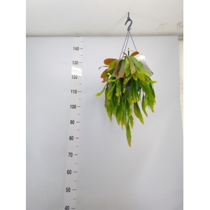 Pseudorhipsalis ramulosa