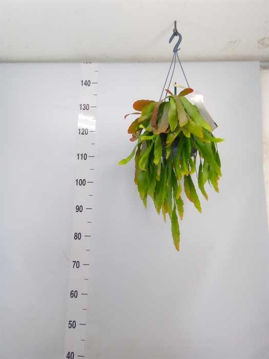 <h4>Pseudorhipsalis ramulosa</h4>