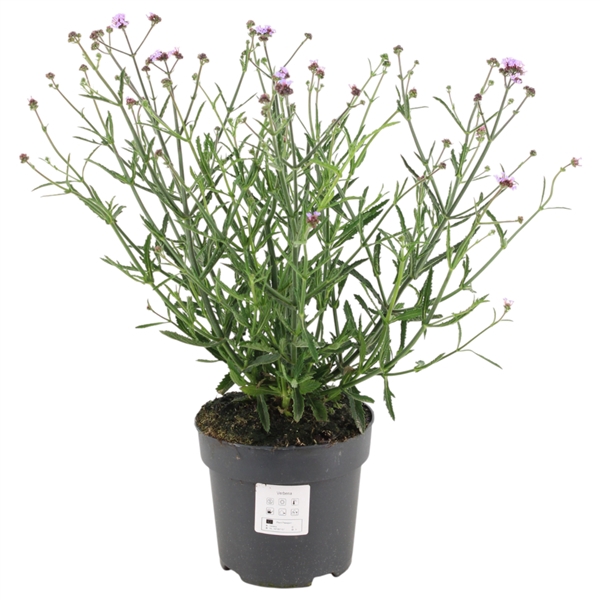 <h4>Verbena bonariensis 'Lollipop' p17 (PT)</h4>