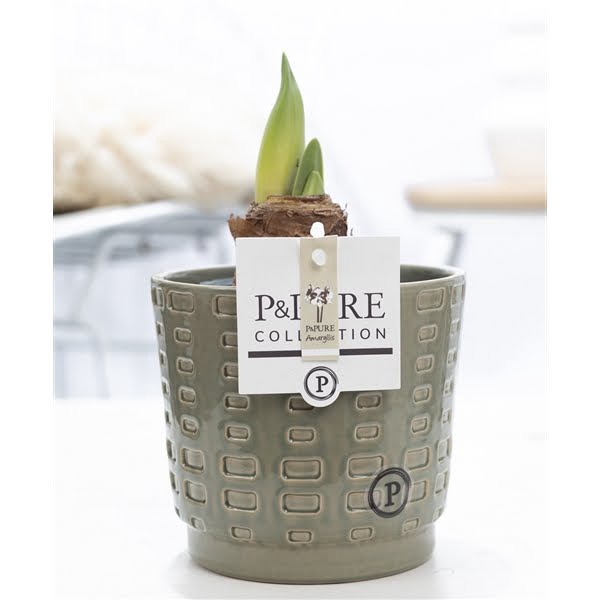 <h4>Hippeastrum white in P&PURE Floor ceramics green</h4>