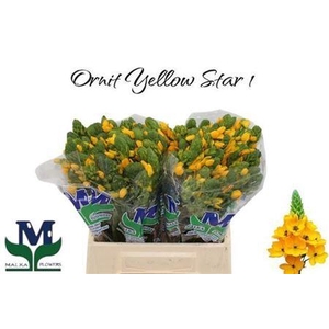Ornit Yellow Star 1