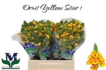<h4>Ornit Yellow Star 1</h4>