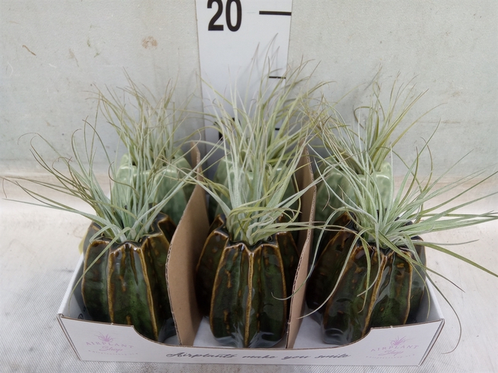 <h4>Tillandsia</h4>