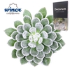 Echeveria Green Velvet Cutflower Wincx-12cm