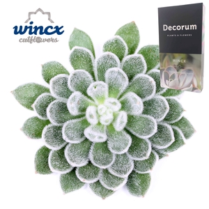 Echeveria Green Velvet Cutflower Wincx-12cm