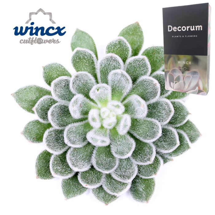 <h4>Echeveria Green Velvet Cutflower Wincx-12cm</h4>