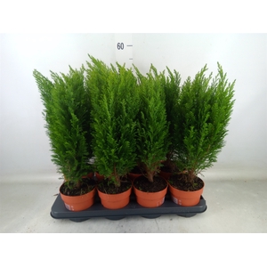 Chamaecyparis laws. 'Ellwoodii'