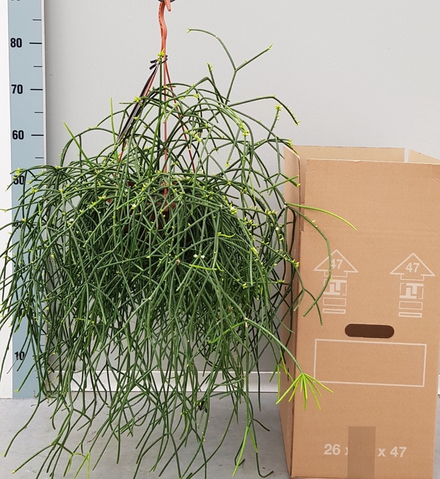 <h4>RHIPSALIS BURCHELLII</h4>