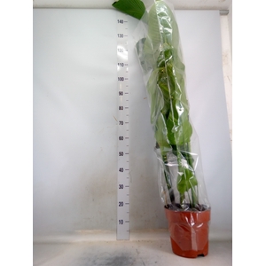 Strelitzia nicolai