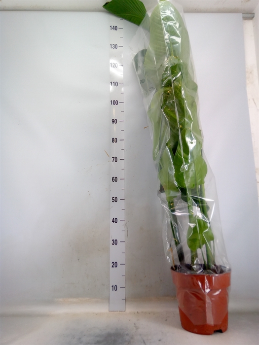 <h4>Strelitzia nicolai</h4>