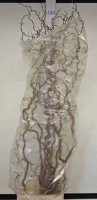 <h4>CORYL AV CONTORTA</h4>