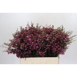 Chamelaucium Purple Pride