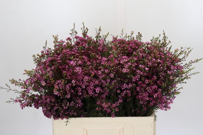 <h4>Chamelaucium Purple Pride</h4>