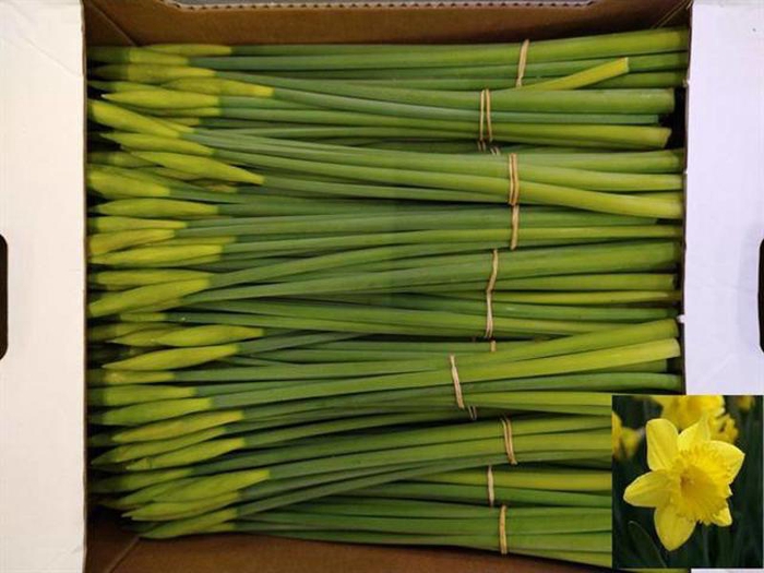 <h4>Narcis Dutch Master Per Bunch Ballyshane</h4>