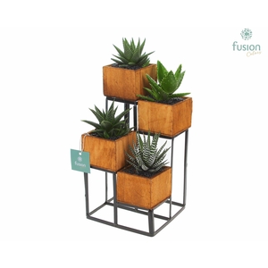 Tower hout met metaal met Haworthia