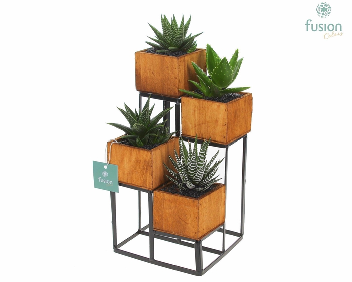 <h4>Tower hout met metaal met Haworthia</h4>