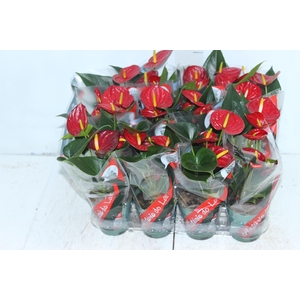ANTHURIUM RED SUCCESS P09
