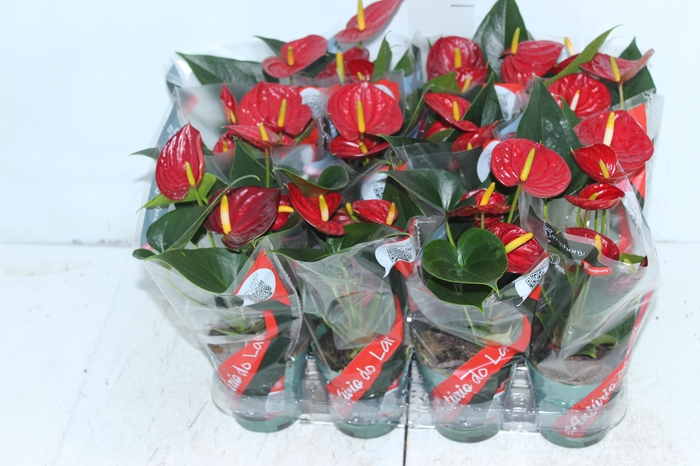<h4>ANTHURIUM RED SUCCESS P09</h4>
