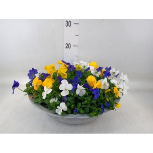 Viola corn.   ...mix