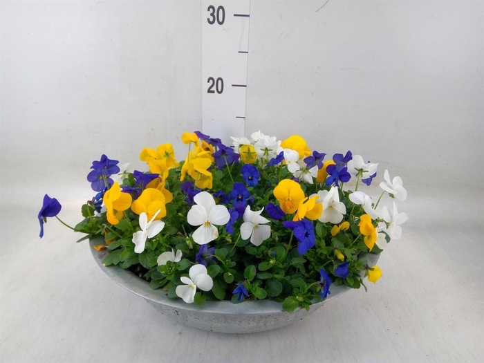 <h4>Viola corn.   ...mix</h4>