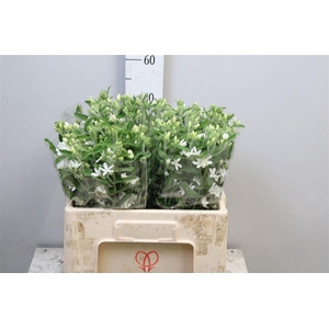 Oxy Co Alba