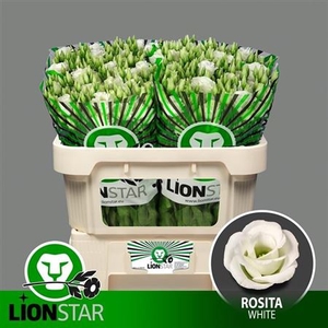 EUS G ROSI WHITE LION STAR