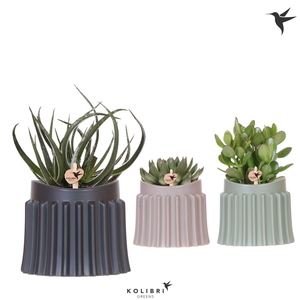 Kolibri Greens Succulenten mix in Raw pot mix