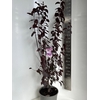 Prunus cerasifera Nigra
