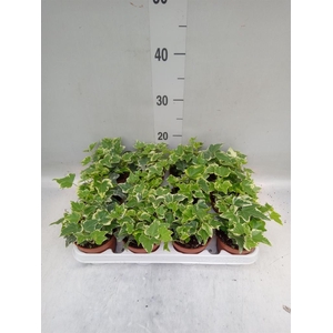 Hedera helix 'Eva'