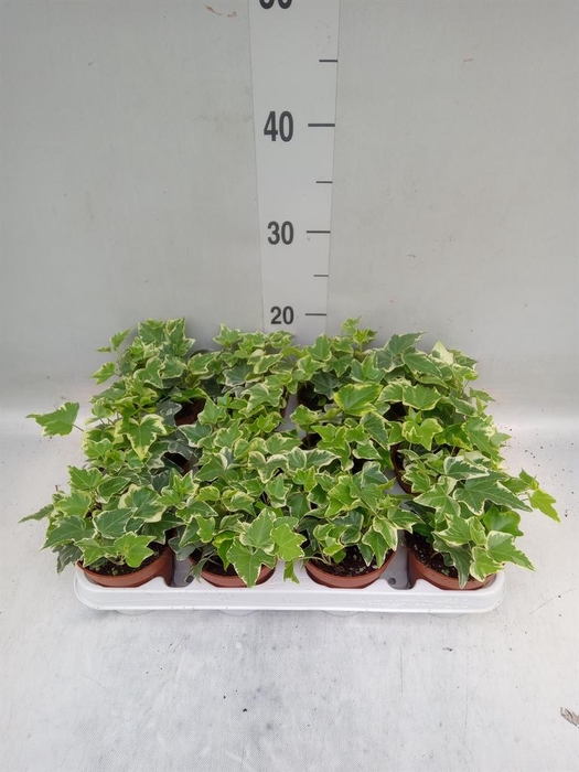 <h4>Hedera helix 'Eva'</h4>