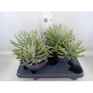 Senecio   ...