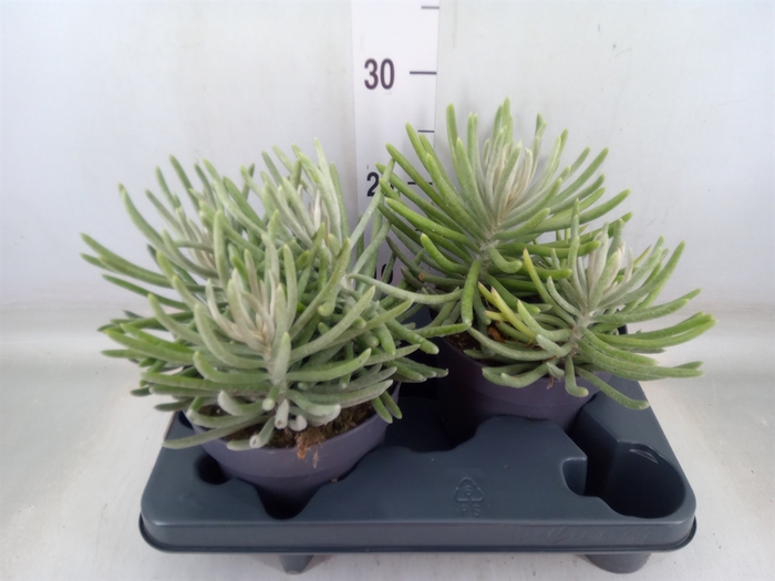 <h4>Senecio   ...</h4>