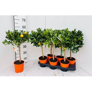 Citrus Calamondin high-stem