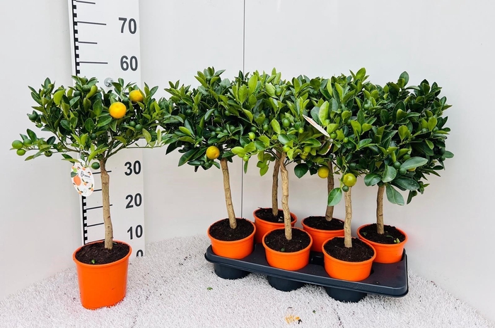 <h4>Citrus Calamondin high-stem</h4>